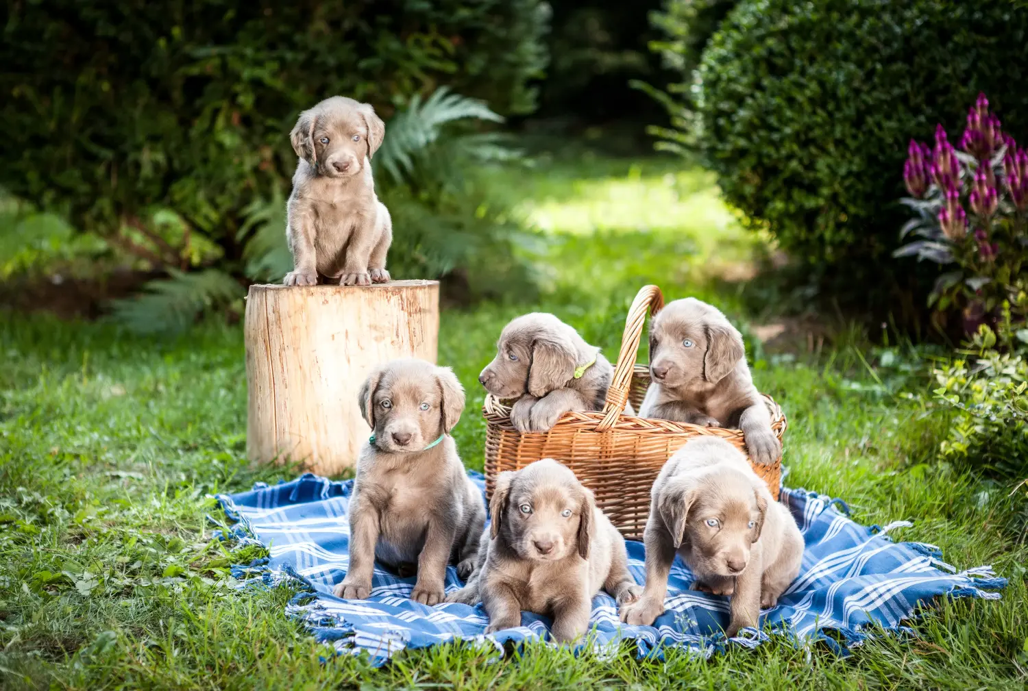 Weimaraner kölyökkutya vásárlása felelősségvállalást jelent! Weimaraner kölyökkutyák vásárlása.