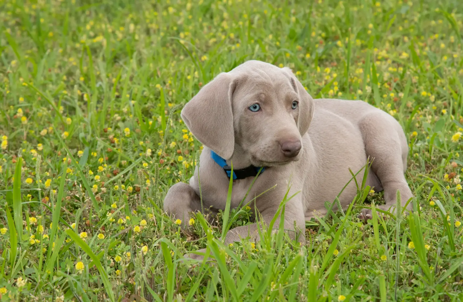 Weimaraner kölyökkutya vásárlása felelősségvállalást jelent! Weimaraner kölyökkutyák vásárlása.