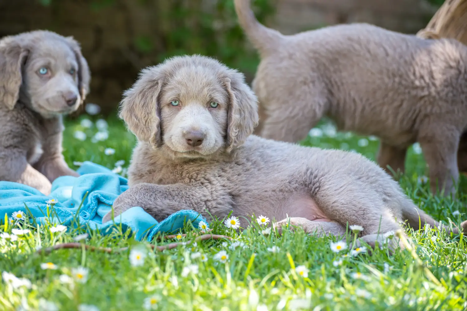 Weimaraner kölyökkutya vásárlása felelősségvállalást jelent! Weimaraner kölyökkutyák vásárlása.