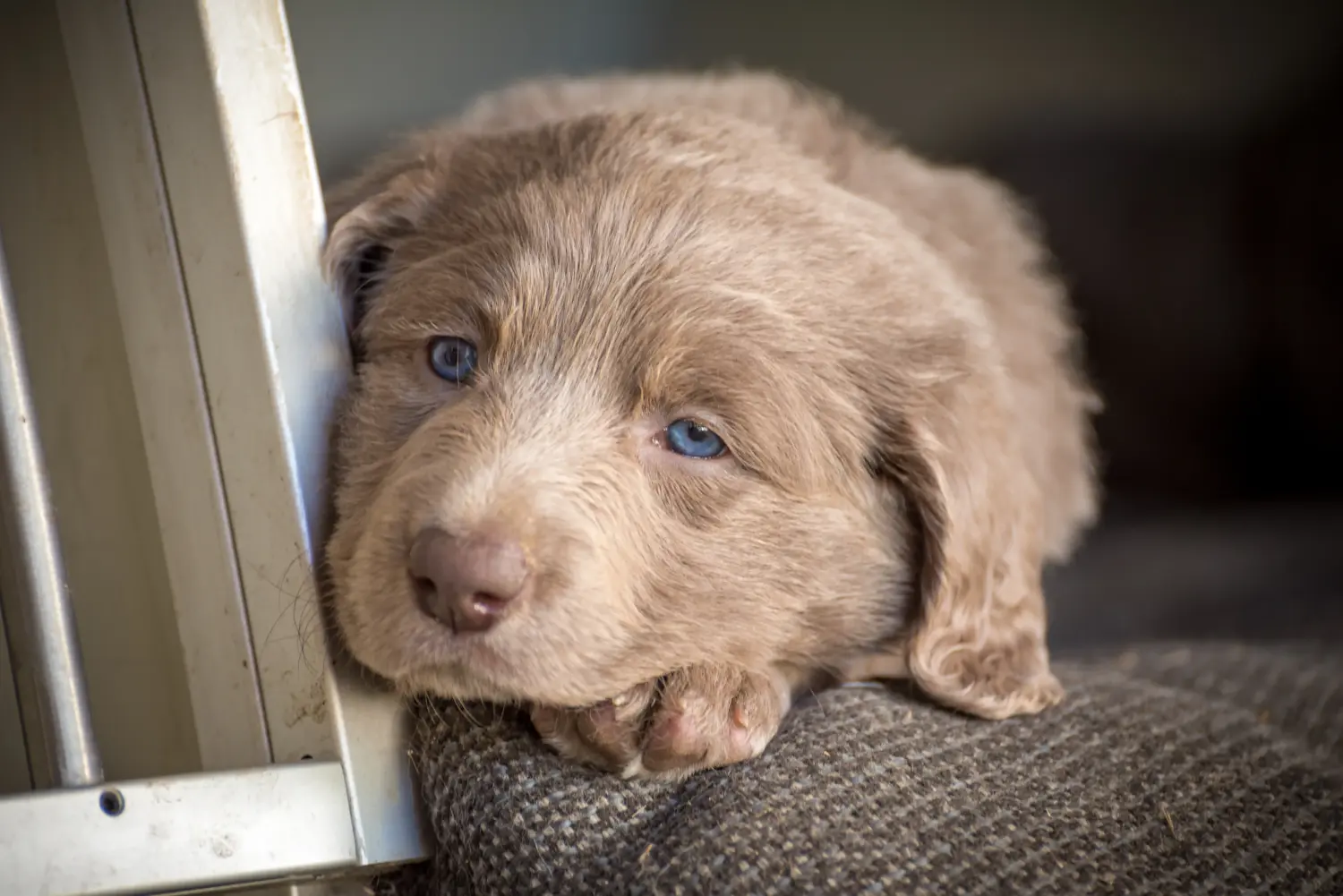 Weimaraner kölyökkutya vásárlása felelősségvállalást jelent! Weimaraner kölyökkutyák vásárlása.