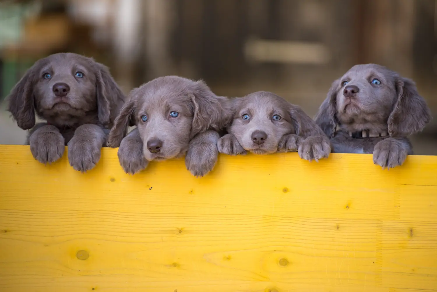 Weimaraner kölyökkutya vásárlása felelősségvállalást jelent! Weimaraner kölyökkutyák vásárlása.