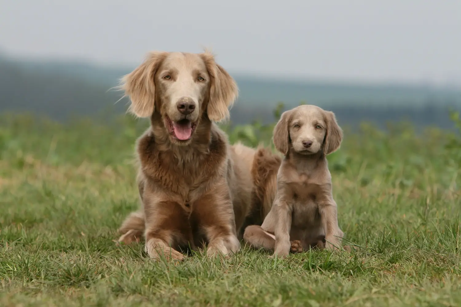Weimaraner kölyökkutya vásárlása felelősségvállalást jelent! Weimaraner kölyökkutyák vásárlása.