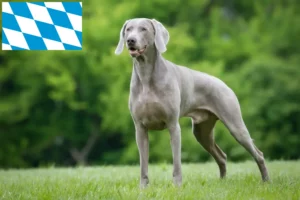 Read more about the article Weimaraer tenyésztők és kölykök Bajorországban
