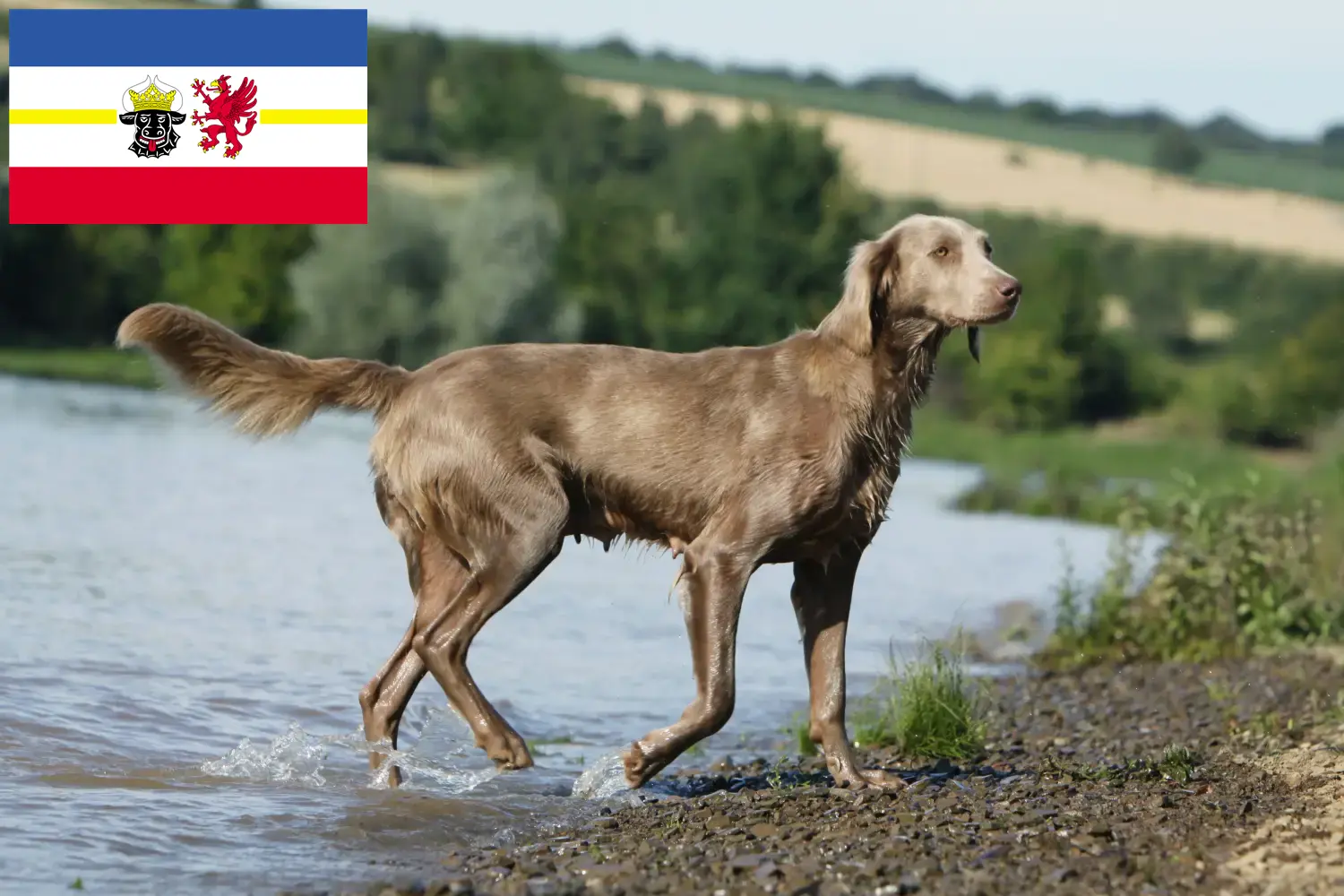 Read more about the article Weimaraer tenyésztők és kölykök Mecklenburg-Elő-Pomeránia tartományban