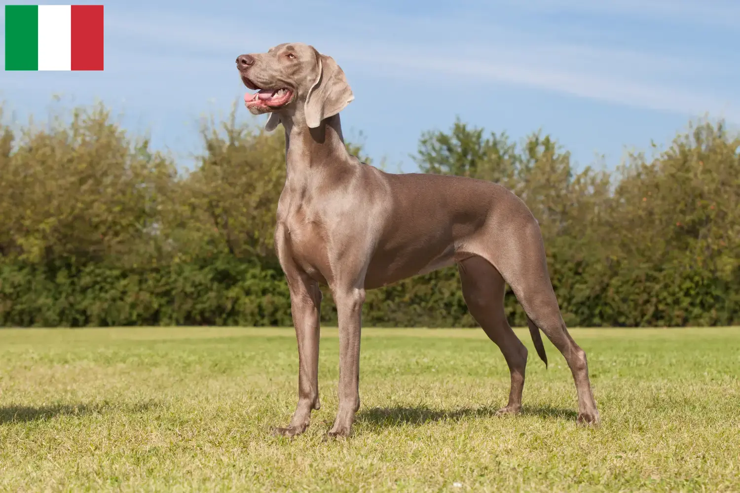Weimaraner kölykök és tenyésztők Olaszországban Itt megtalálja az olaszországi weimaraer tenyésztőket.