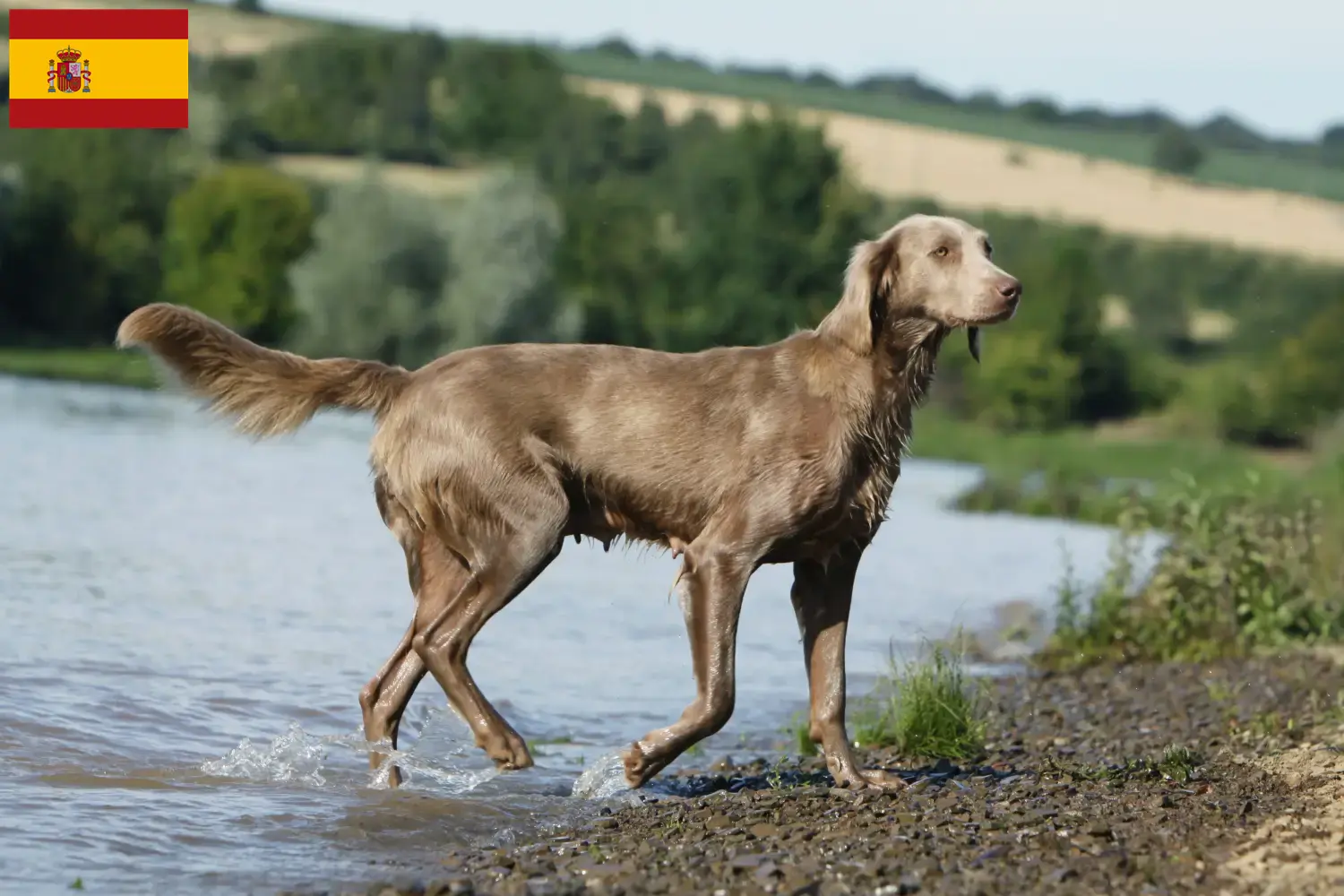 Weimaraner kölykök és tenyésztők Spanyolországban Itt megtalálja a spanyolországi weimaraer tenyésztőket.