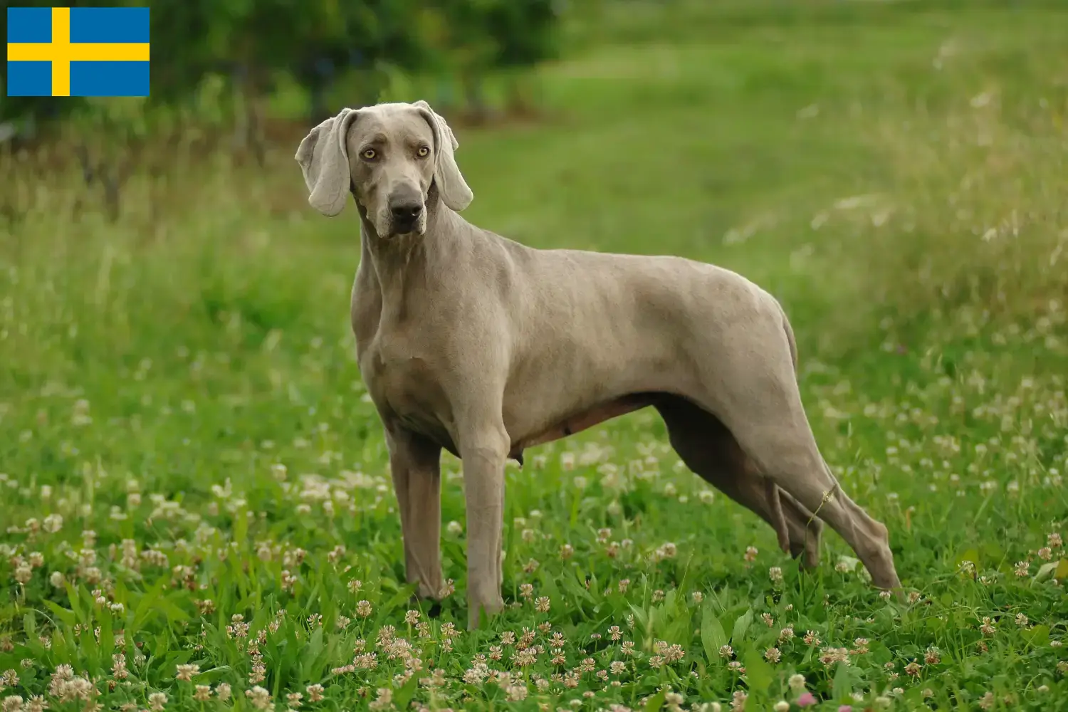 Weimaraner kölykök és tenyésztők Svédországban Itt megtalálja a svédországi weimaraer tenyésztőket.