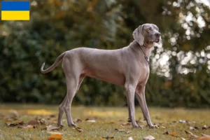 Read more about the article Weimaraner tenyésztők és kölykök Ukrajnában