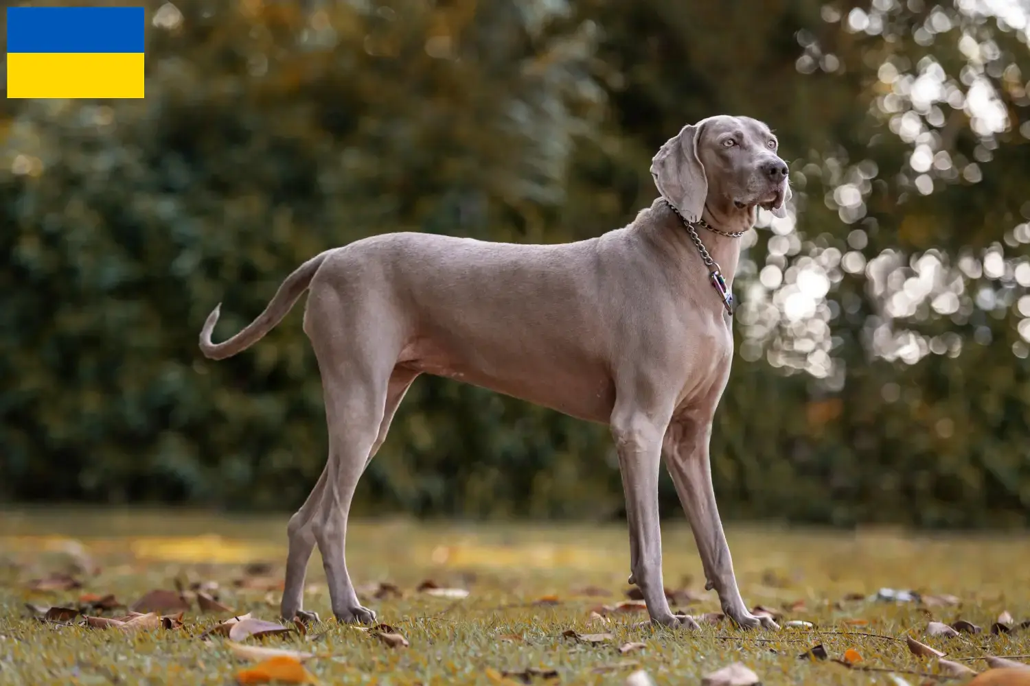 Weimaraner kölykök és tenyésztők Ukrajna Itt megtalálja az ukrajnai weimaraer tenyésztőket.