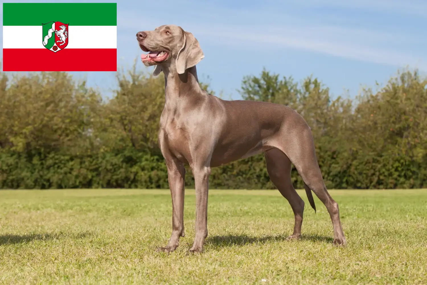 Weimaraer kölykök és tenyésztők Észak-Rajna-Vesztfália Itt találhat weimaraer tenyésztőket Észak-Rajna-Vesztfália területén.