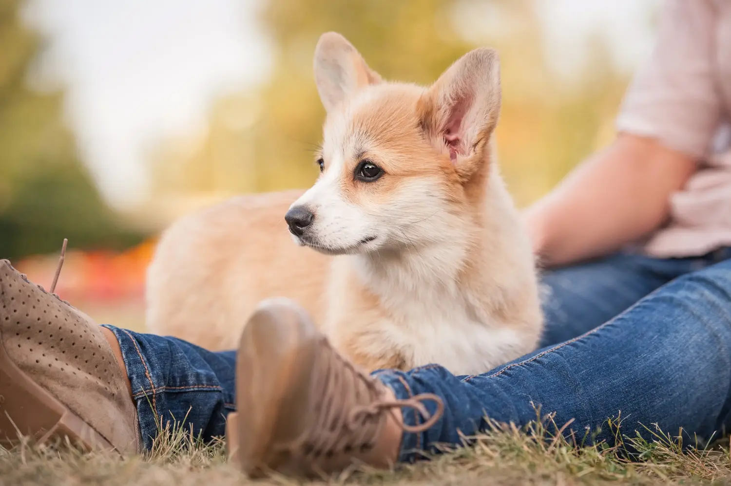 Egy welsh corgi kiskutya megvásárlása felelősségvállalást jelent! Vásároljon welsh corgi kiskutyákat.