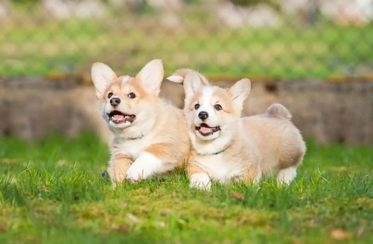 Egy welsh corgi kiskutya megvásárlása felelősségvállalást jelent! Vásároljon welsh corgi kiskutyákat.
