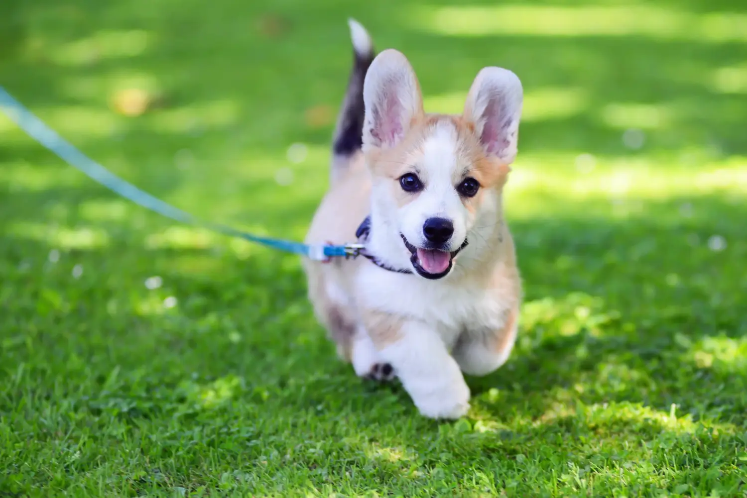 Egy welsh corgi kiskutya megvásárlása felelősségvállalást jelent! Vásároljon welsh corgi kiskutyákat.