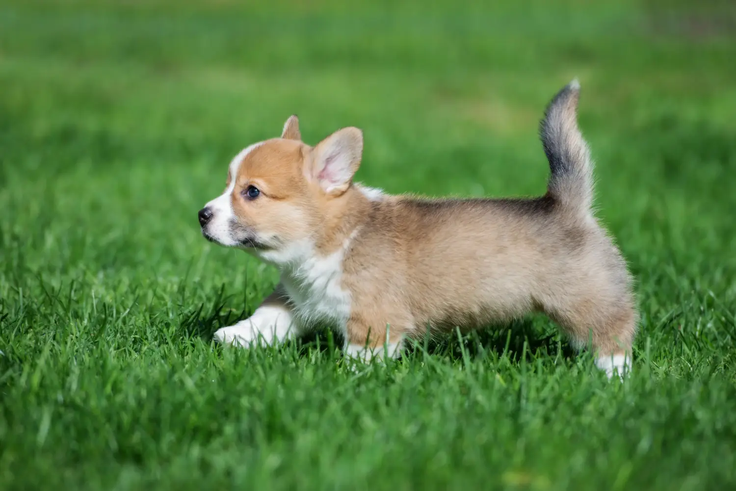 Egy welsh corgi kiskutya megvásárlása felelősségvállalást jelent! Vásároljon welsh corgi kiskutyákat.