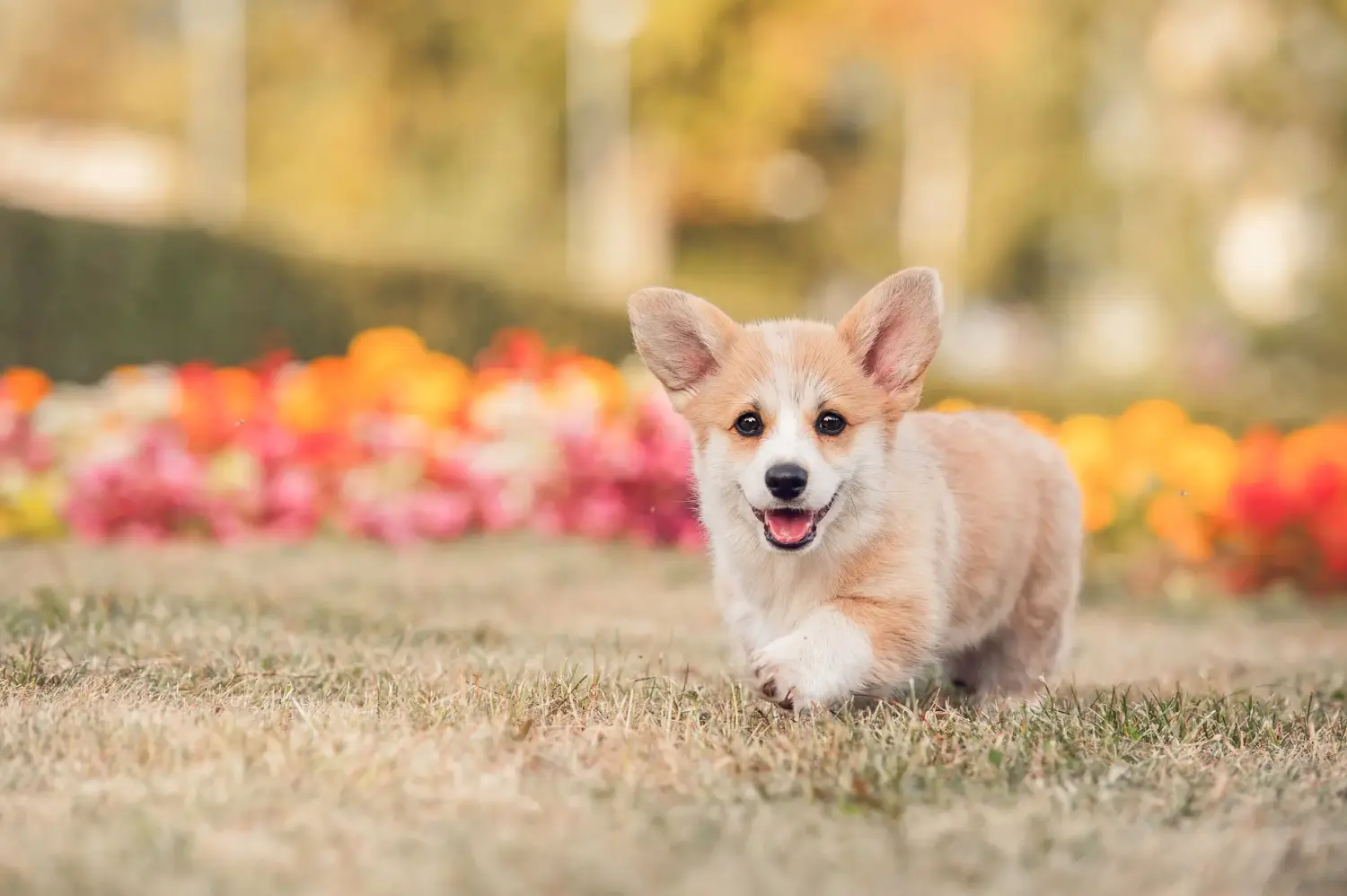Egy welsh corgi kiskutya megvásárlása felelősségvállalást jelent! Vásároljon welsh corgi kiskutyákat.