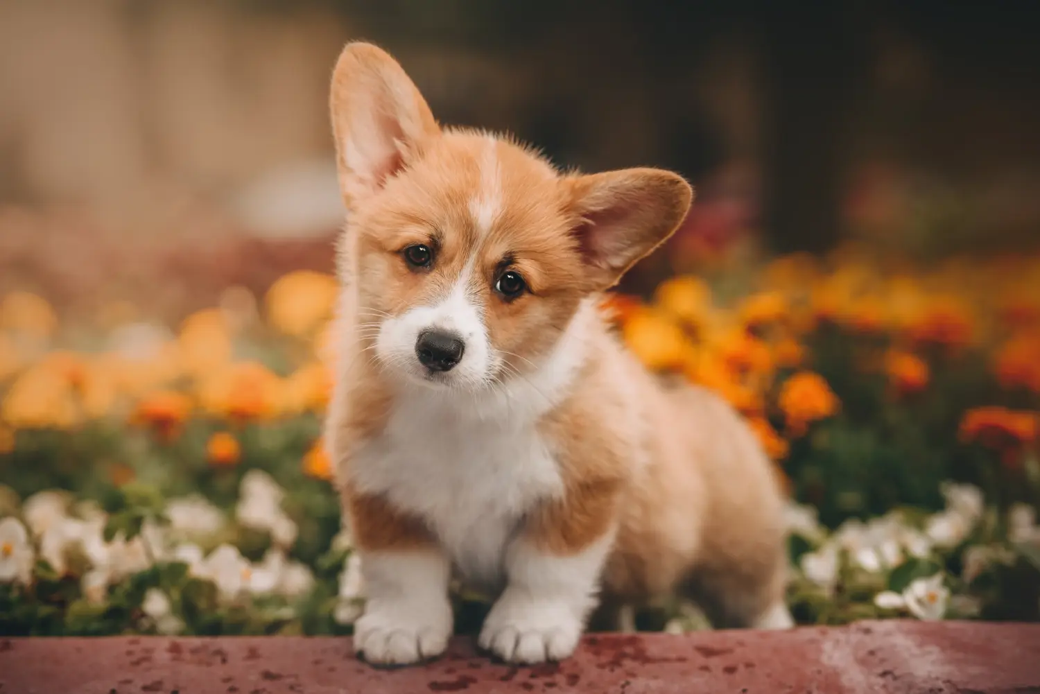 Egy welsh corgi kiskutya megvásárlása felelősségvállalást jelent! Vásároljon welsh corgi kiskutyákat.