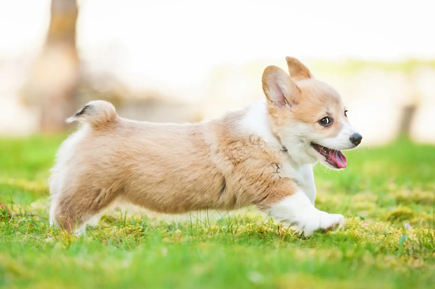 Egy welsh corgi kiskutya megvásárlása felelősségvállalást jelent! Vásároljon welsh corgi kiskutyákat.