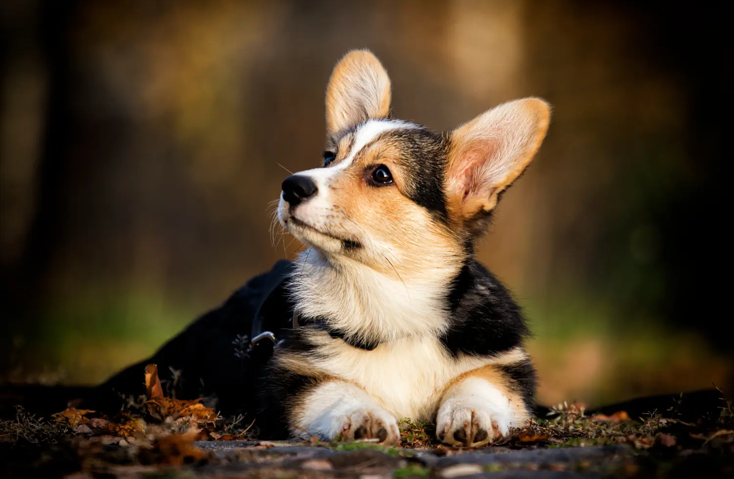 Egy welsh corgi kiskutya megvásárlása felelősségvállalást jelent! Vásároljon welsh corgi kiskutyákat.