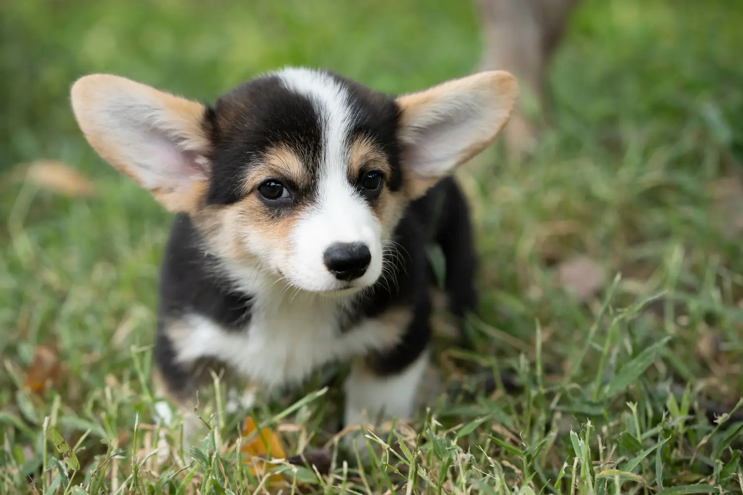 Egy welsh corgi kiskutya megvásárlása felelősségvállalást jelent! Vásároljon welsh corgi kiskutyákat.