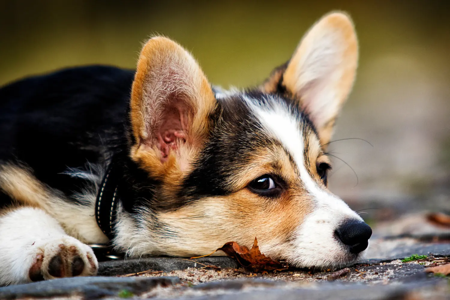 Egy welsh corgi kiskutya megvásárlása felelősségvállalást jelent! Vásároljon welsh corgi kiskutyákat.
