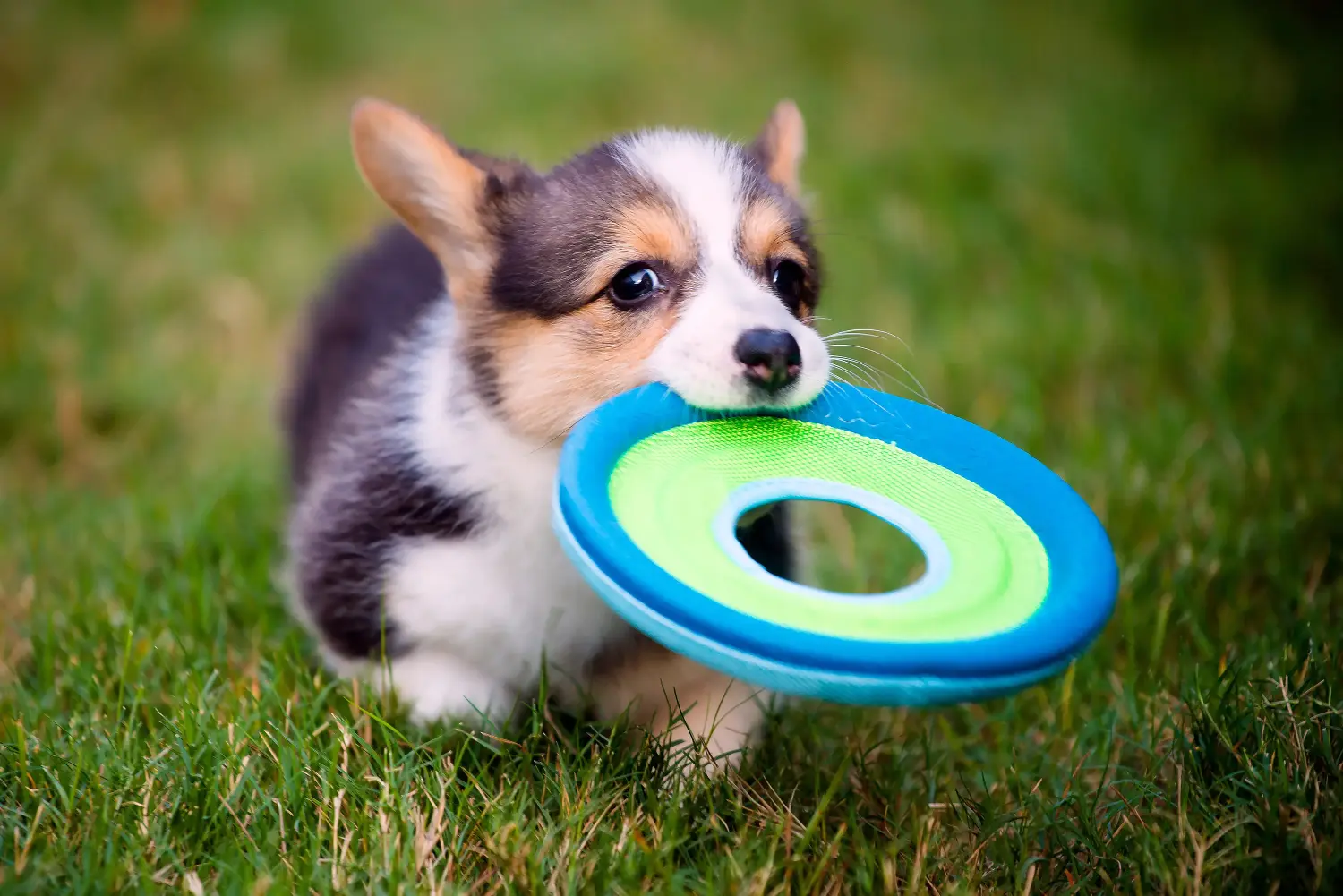 Egy welsh corgi kiskutya megvásárlása felelősségvállalást jelent! Vásároljon welsh corgi kiskutyákat.