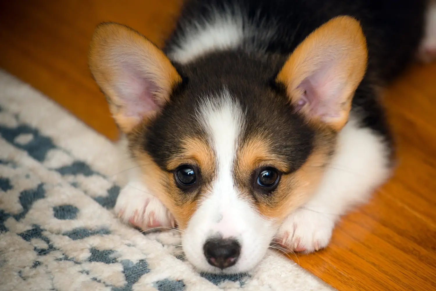 Egy welsh corgi kiskutya megvásárlása felelősségvállalást jelent! Vásároljon welsh corgi kiskutyákat.