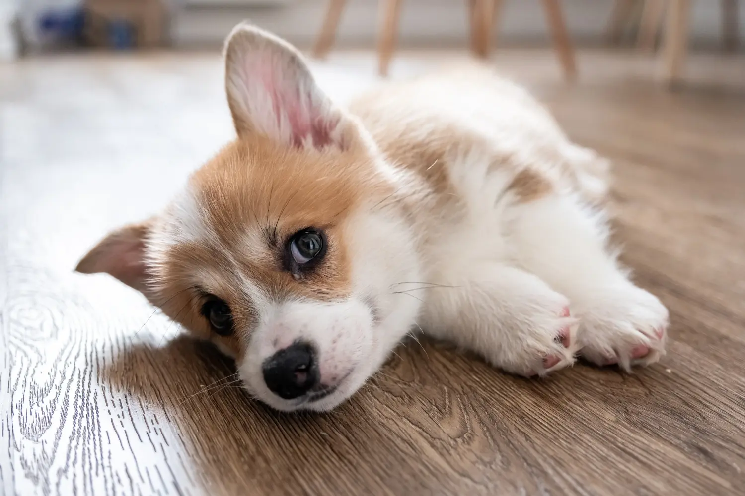 Egy welsh corgi kiskutya megvásárlása felelősségvállalást jelent! Vásároljon welsh corgi kiskutyákat.
