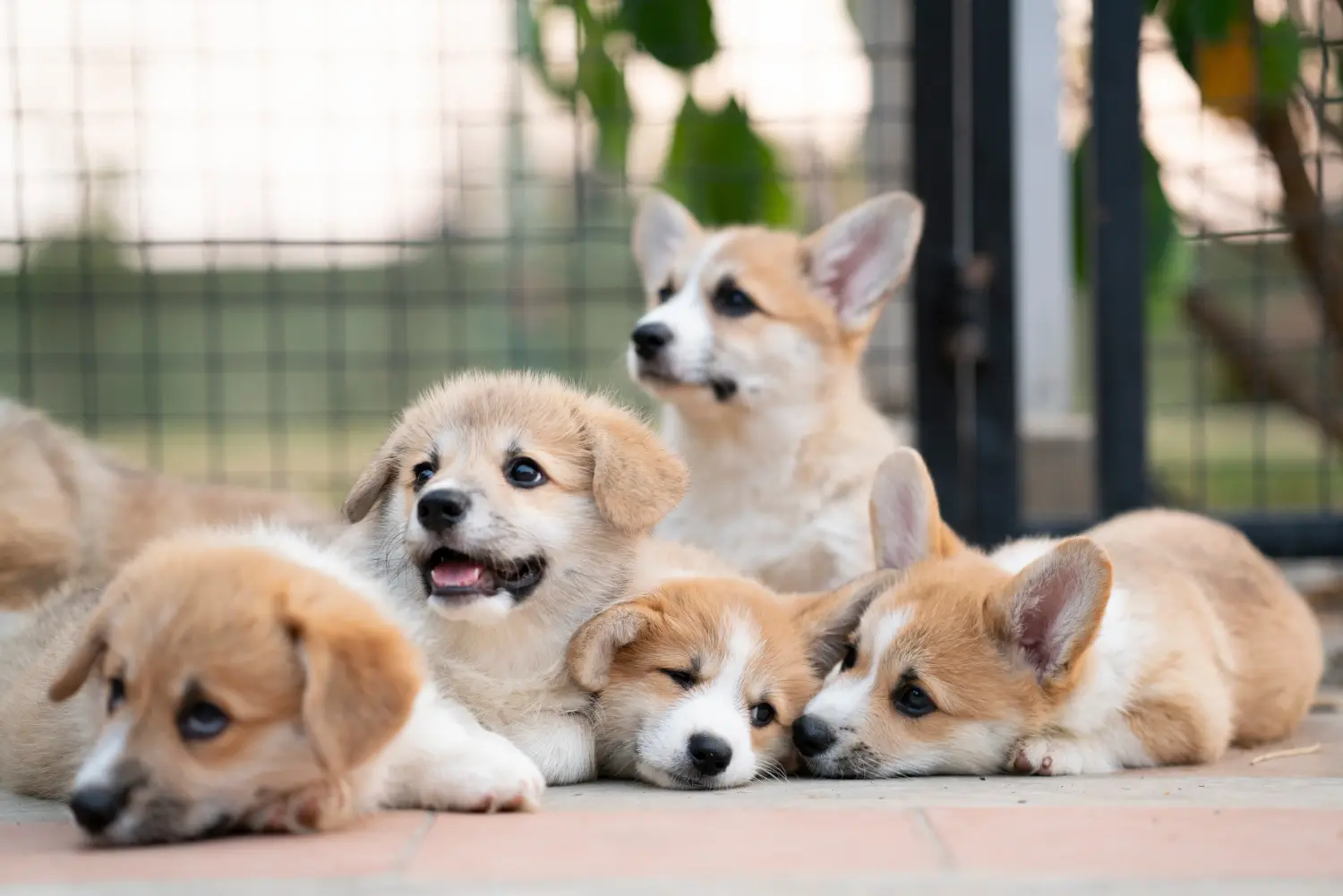 Egy welsh corgi kiskutya megvásárlása felelősségvállalást jelent! Vásároljon welsh corgi kiskutyákat.