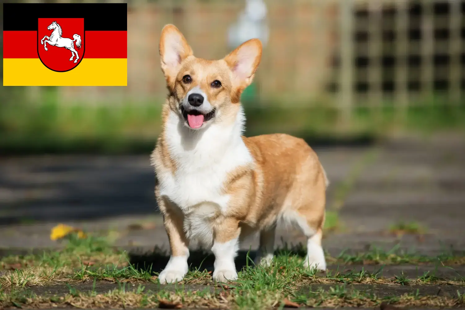 Welsh Corgi kölykök és tenyésztő Alsó-Szászországban Itt találhat Welsh Corgis tenyésztőket Alsó-Szászországban.