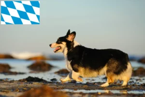 Read more about the article Welsh Corgi tenyésztők és kiskutyák Bajorországban