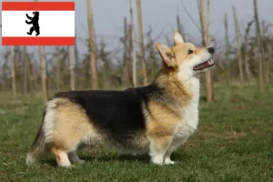 Read more about the article Welsh Corgi tenyésztők és kölykök Berlinben