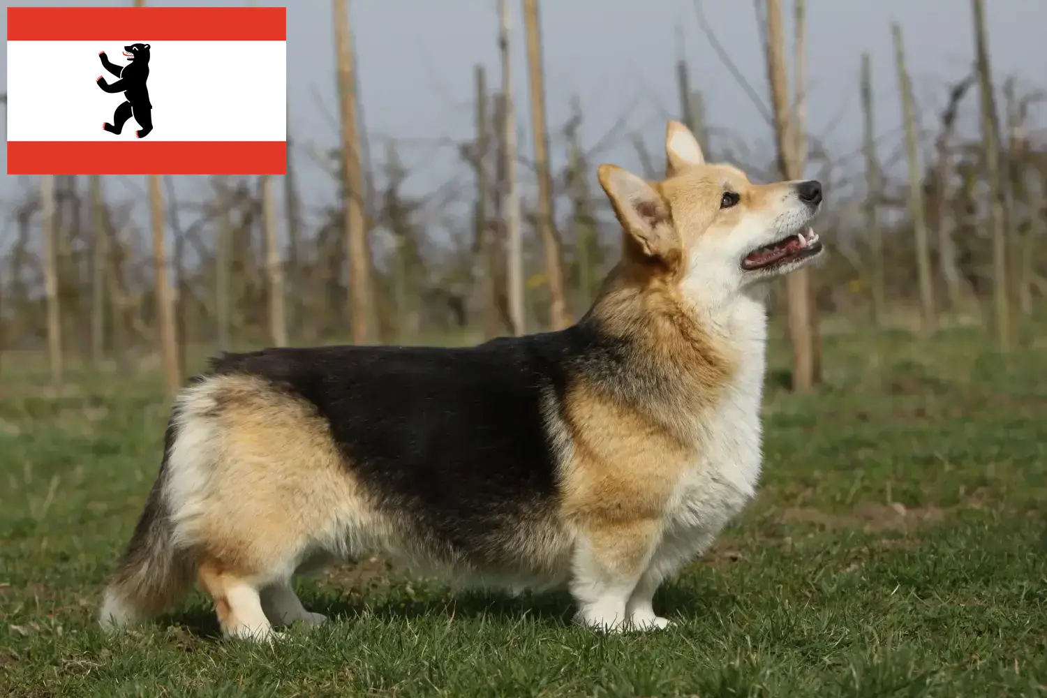 Welsh Corgi kölykök és tenyésztő Berlin Itt megtalálja a berlini welsh corgis tenyésztőket.