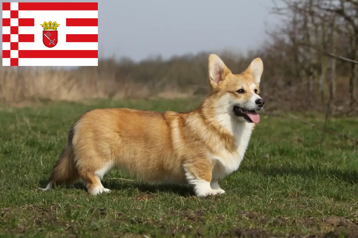 Welsh Corgi kiskutyák és tenyésztő Bremen Itt talál Welsh Corgis tenyésztőket Brémában.