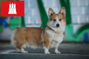 Read more about the article Welsh Corgi tenyésztők és kölykök Hamburgban