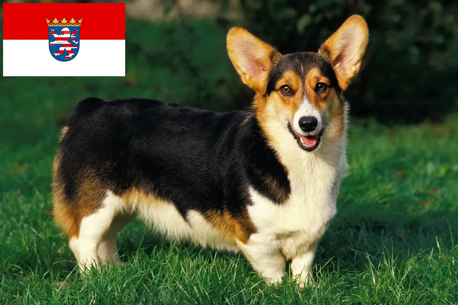 Welsh Corgi kiskutyák és tenyésztő Hessen Itt talál Welsh Corgis tenyésztőket Hessenben.