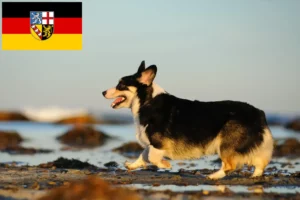 Read more about the article Welsh Corgi tenyésztők és kölykök Saarlandban