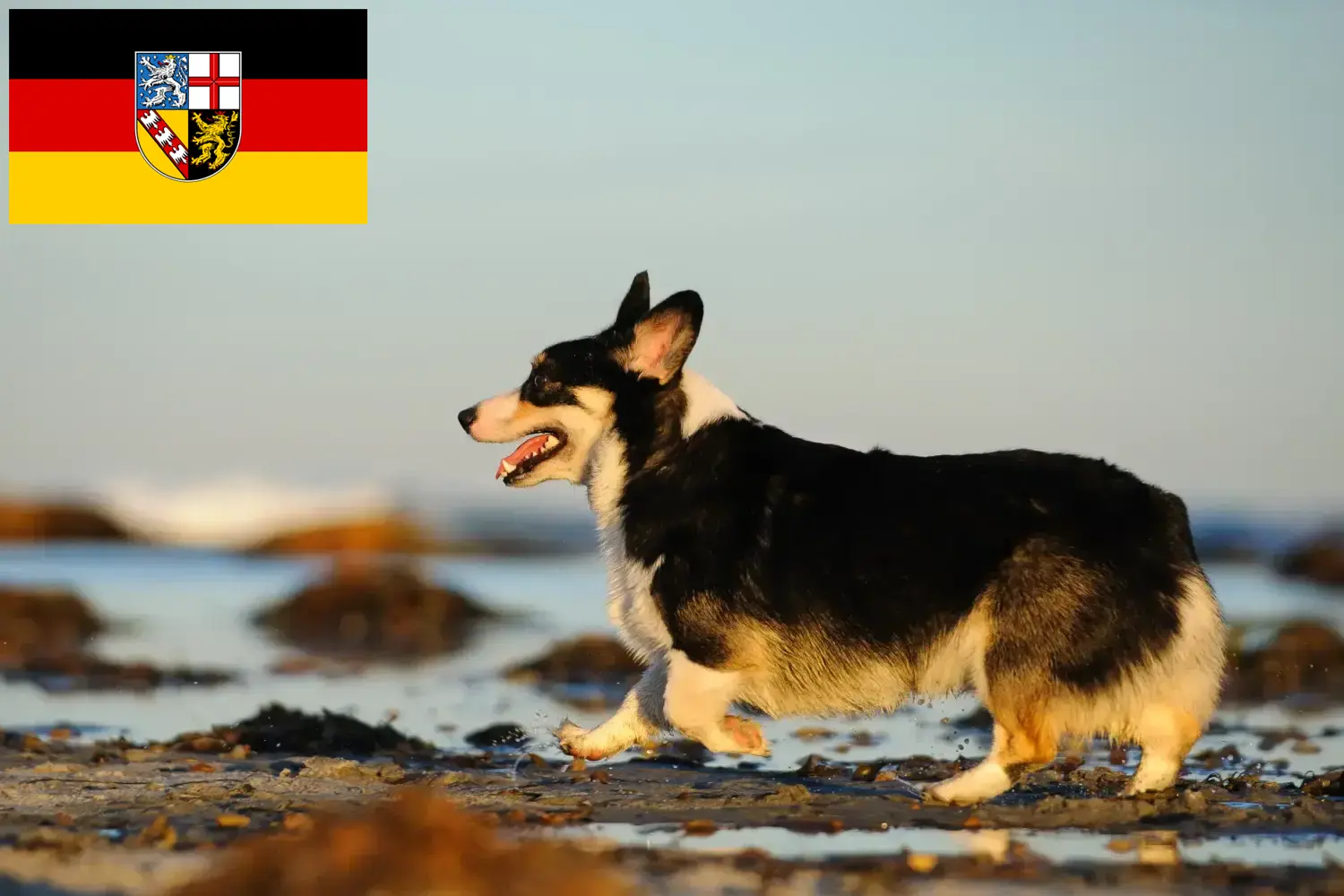 Read more about the article Welsh Corgi tenyésztők és kölykök Saarlandban