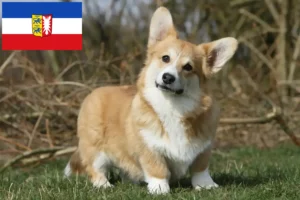 Read more about the article Welsh Corgi tenyésztők és kölykök Schleswig-Holstein tartományban
