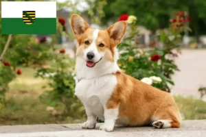 Read more about the article Welsh Corgi tenyésztők és kölykök Szászországban