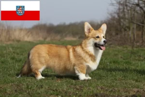 Read more about the article Welsh Corgi tenyésztők és kölykök Türingiában