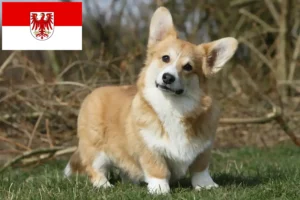 Read more about the article Welsh Corgi tenyésztők és kölykök Brandenburgban