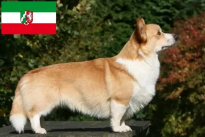 Read more about the article Welsh Corgi tenyésztők és kiskutyák Észak-Rajna-Vesztfália területén