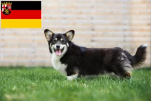Read more about the article Welsh Corgi tenyésztők és kölykök Rajna-vidék-Pfalzban