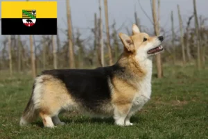 Read more about the article Welsh Corgi tenyésztők és kölykök Szász-Anhaltban