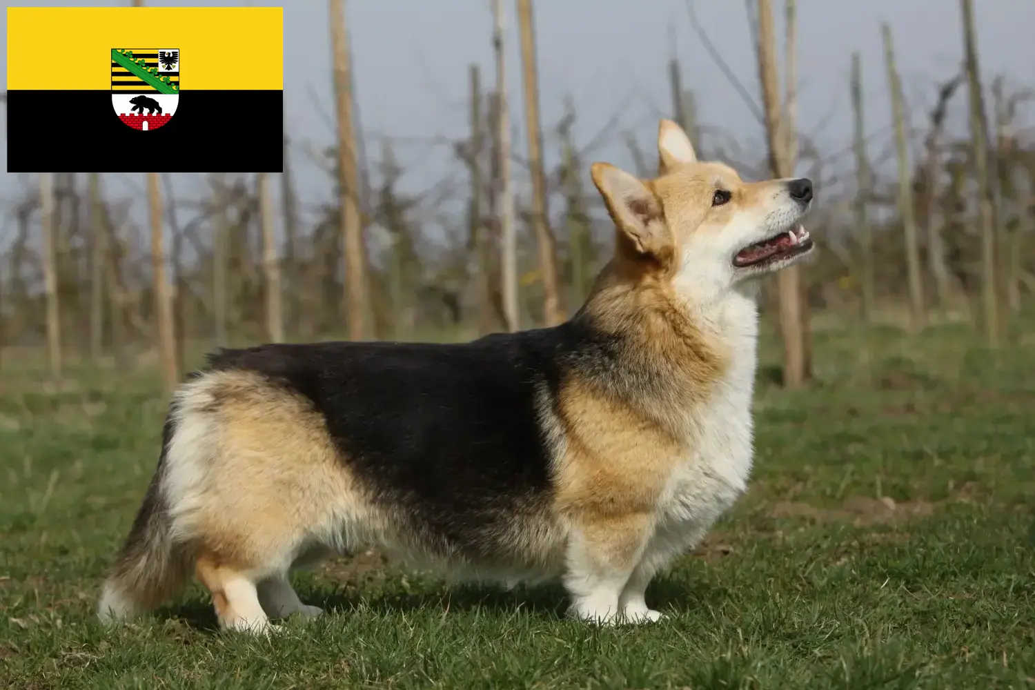 Read more about the article Welsh Corgi tenyésztők és kölykök Szász-Anhaltban