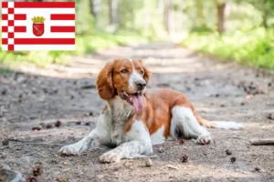 Read more about the article Welsh Springer spániel tenyésztők és kölykök Brémában