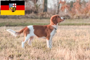 Read more about the article Welsh Springer spániel tenyésztők és kölykök Saar-vidéken