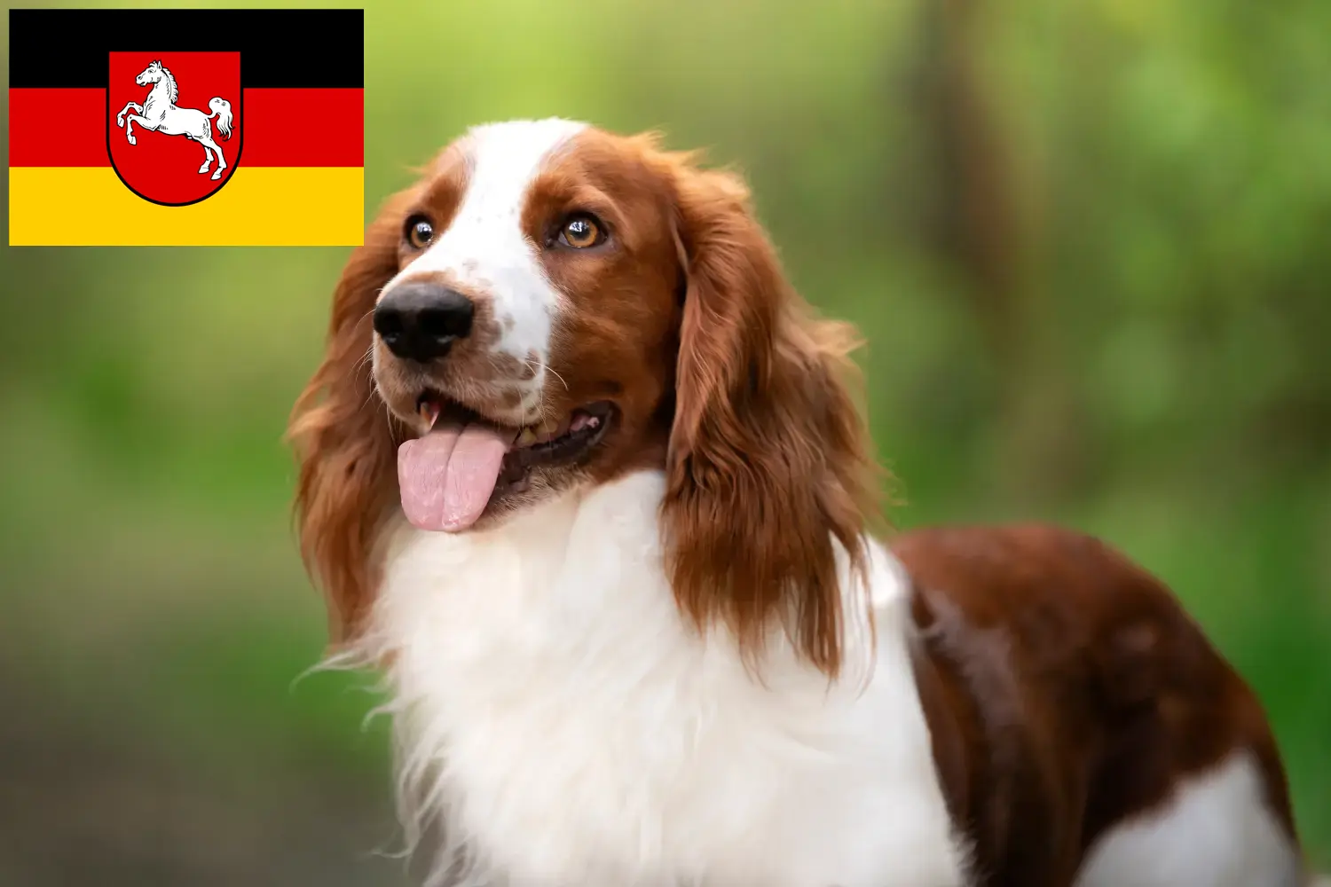 Welsh Springer spániel kiskutyák és tenyésztők Alsó-Szászországban Itt találhat Welsh Springer spániel tenyésztőket Alsó-Szászországban.