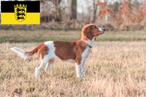 Read more about the article Welsh Springer spániel tenyésztők és kölykök Baden-Württembergben