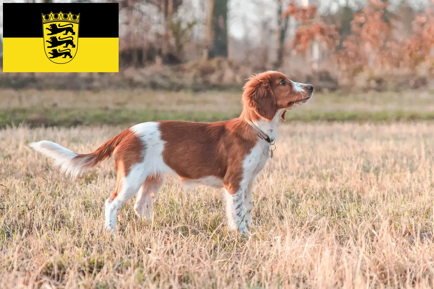 Read more about the article Welsh Springer spániel tenyésztők és kölykök Baden-Württembergben